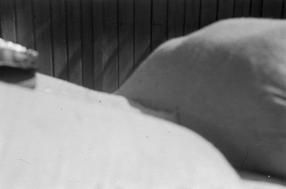 Fra Leangen travbane