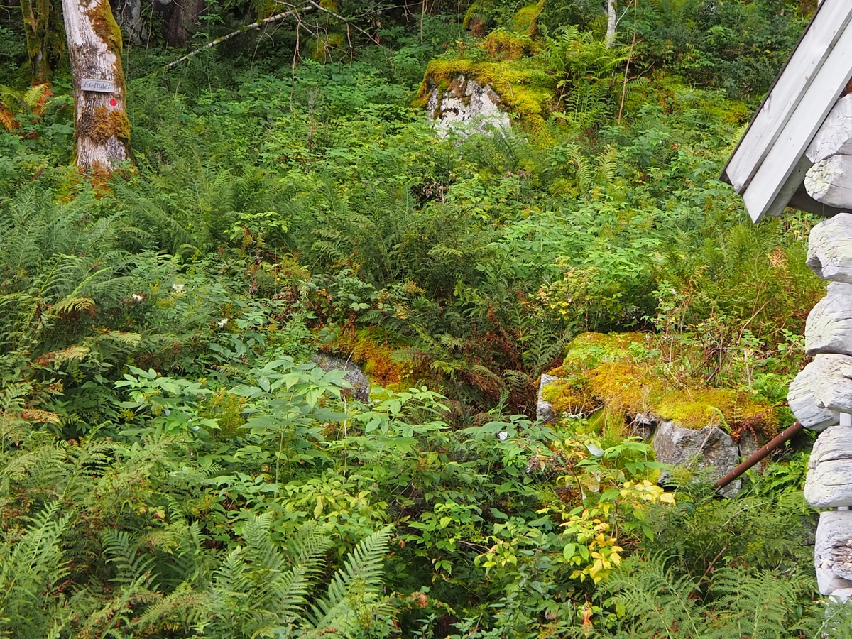 Skog, naust