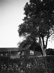 gård, bolighus, låve, tre