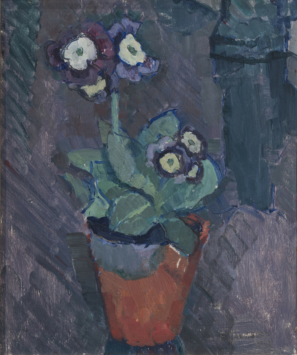 Primula i terrakotta-potte. 