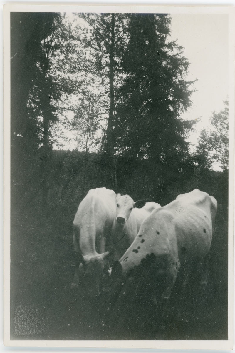 Kossor, Skogs-Tibble, Uppland