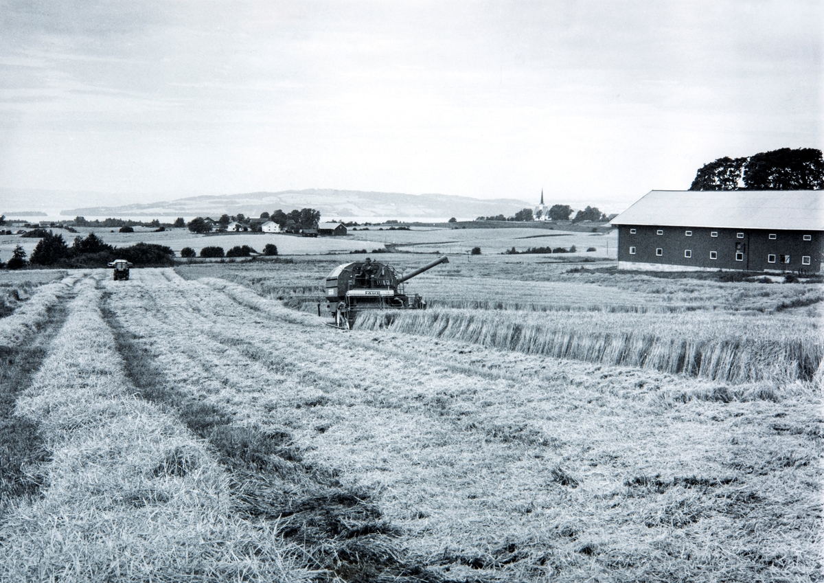 Tresking av korn på Hjermstad gård, Stange. g/br.nr 86/1.
Sittende på skurtreskeren, Oskar Hjermstad (f 1955).
Fahr skurtresker. Stange kirke i bakgrunn.