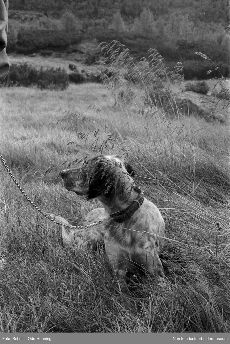 En hund i bånd, trolig av typen engelsk setter, på Morkvollen under Hydromarsjen.