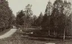 En ung kvinna och tre barn poserar vid en damm. 1910.