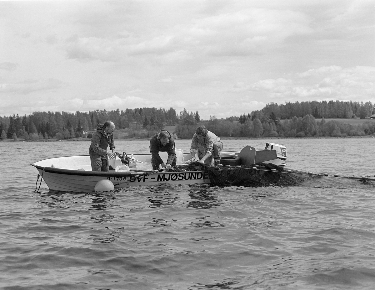 Kilenotfiske i Mjøsa utenfor Åkersvika i Hamar kommune våren 1982. Personene i båten er amanuensis Christian Andersen, fiskeritekniker Ole Nashoug, husstellkonsulent Anne Hyrve samt en person som ikke er identifisiert. Dette prosjektet inngikk i en slags kvitfiskaksjon. Fagfolkene var opptatt av at Mjøsa hadde drøyt 20 fiskearter, men at det bare var ørreten og lågåsilda det ble drevet aktivt fiske på. De mente at det også ville være gode grunner til å utnytte arter som sik, abbor, gjedde, harr, lake og brasme. De mente at tidligere generasjoner mjøsfiskere hadde hatt større kunnskaper om hvor disse kvitfisken sto i innsjøen til enhver tid, og hvordan disse artene kunne fanges. Her ble det gjort forsøk ved bruk av kilenot. Dette er et passivt fiskeredskap, en slags rusevariant. Redskapskomplekset besto av et garn som var satt noenlunde rett ut fra land, og som skulle lede fisken ut mot nota, som hadde to traktformete åpninger, såkalte «kalver». Fisken kunne hentes opp fra det innerste rommet, bak den andre kalven, noe vi ser på dette fotografiet.  Prøvefisket med kilenot i Mjøsa tidlig på sommeren i 1982 gav gode fangster, cirka 500 kilo per natt og per kilenot. Redskapen kostet imidlertid cirka 20 000 kroner, og kiloprisen på fisken som ble fanget var beskjeden, så fiskeribiologene ved Mjøsa hadde svært nøkterne forventninger til å denne redskapstypen ville føre til økt fiske. Det viste seg også vanskelig å få omsatt kvitfisken, men en velrenommert fiskehandel på Hamar brukte gjedde og brasme i fiskekaker. På den tida dette fotografiet ble tatt var det et betydelig fokus på forurensinga av Mjsa, og særlig på kvikksølvinnholdet i fisken. Fiskebiologene og husstellkonsulent Anne Hyrve avdramatiserte dette problemet noe, og hevdet at man ikke ville pådra seg noe helseproblem ved å spise mjøsfisk et par ganger i uka.