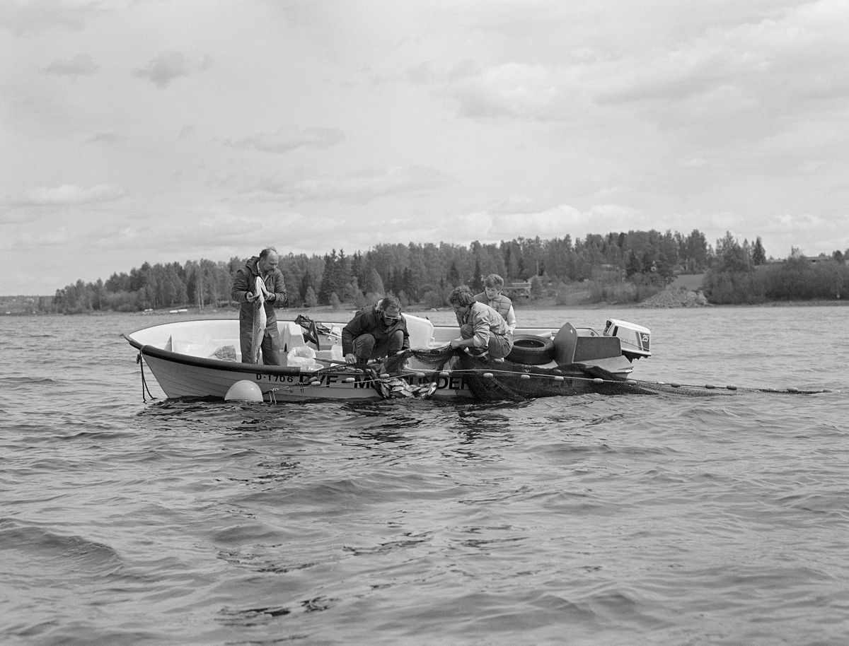 Kilenotfiske i Mjøsa utenfor Åkersvika i Hamar kommune våren 1982. Personene i båten er amanuensis Christian Andersen, fiskeritekniker Ole Nashoug, husstellkonsulent Anne Hyrve samt en person som ikke er identifisiert. Dette prosjektet inngikk i en slags kvitfiskaksjon. Fagfolkene var opptatt av at Mjøsa hadde drøyt 20 fiskearter, men at det bare var ørreten og lågåsilda det ble drevet aktivt fiske på. De mente at det også ville være gode grunner til å utnytte arter som sik, abbor, gjedde, harr, lake og brasme. De mente at tidligere generasjoner mjøsfiskere hadde hatt større kunnskaper om hvor disse kvitfisken sto i innsjøen til enhver tid, og hvordan disse artene kunne fanges. Her ble det gjort forsøk ved bruk av kilenot. Dette er et passivt fiskeredskap, en slags rusevariant. Redskapskomplekset besto av et garn som var satt noenlunde rett ut fra land, og som skulle lede fisken ut mot nota, som hadde to traktformete åpninger, såkalte «kalver». Fisken kunne hentes opp fra det innerste rommet, bak den andre kalven, noe vi ser på dette fotografiet.  Prøvefisket med kilenot i Mjøsa tidlig på sommeren i 1982 gav gode fangster, cirka 500 kilo per natt og per kilenot. Redskapen kostet imidlertid cirka 20 000 kroner, og kiloprisen på fisken som ble fanget var beskjeden, så fiskeribiologene ved Mjøsa hadde svært nøkterne forventninger til å denne redskapstypen ville føre til økt fiske. Det viste seg også vanskelig å få omsatt kvitfisken, men en velrenommert fiskehandel på Hamar brukte gjedde og brasme i fiskekaker. På den tida dette fotografiet ble tatt var det et betydelig fokus på forurensinga av Mjsa, og særlig på kvikksølvinnholdet i fisken. Fiskebiologene og husstellkonsulent Anne Hyrve avdramatiserte dette problemet noe, og hevdet at man ikke ville pådra seg noe helseproblem ved å spise mjøsfisk et par ganger i uka.