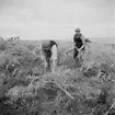 Studiebesök på fältet? Försöksodling. Fyn, Danmark 1935.