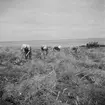 Studiebesök på fältet? Försöksodling. Fyn, Danmark 1935.