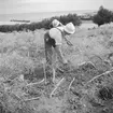 Studiebesök på fältet? Försöksodling. Fyn, Danmark 1935.