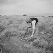 Studiebesök på fältet? Försöksodling. Fyn, Danmark 1935.