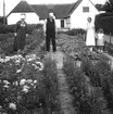 Studiebesök på fältet. Försöksodling. Fyn, Danmark 1935.