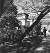 Palmhuset vid slottet Schönbrunn, Wien. Tjeckoslovakien-Ungern-Österrike 1935.