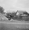 Ankskötsel i Ráró. Tjeckoslovakien-Ungern-Österrike 1935.