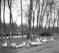 Ankskötsel i Ráró. Tjeckoslovakien-Ungern-Österrike 1935.