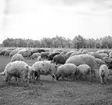 Ungerska ullsvin i Ráró. Tjeckoslovakien-Ungern-Österrike 1935.