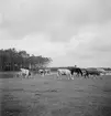 Kor i Ráró. Tjeckoslovakien-Ungern-Österrike 1935.