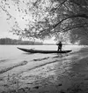 På Donau. Söder om Bratislava. Tjeckoslovakien-Ungern-Österrike 1935.