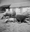 Ullsvin i Alsódabas. Orten heter idag bara Dabas. Tjeckoslovakien-Ungern-Österrike 1935.