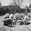 Ullsvin i Alsódabas. Orten heter idag bara Dabas. Tjeckoslovakien-Ungern-Österrike 1935.