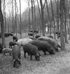 Ullsvin i skogen. Alsónémedi. Tjeckoslovakien-Ungern-Österrike 1935.