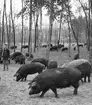 Ullsvin i skogen. Alsónémedi. Tjeckoslovakien-Ungern-Österrike 1935.