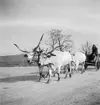 I provinsen Heves. Tjeckoslovakien-Ungern-Österrike 1935.