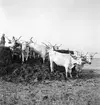 Ungersk gråboskap i provinsen Heves. Tjeckoslovakien-Ungern-Österrike 1935.