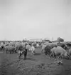 En hund bland ullsvinen. Tjeckoslovakien-Ungern-Österrike 1935.