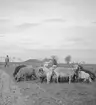 Tatargrav. I förgrunden några racka-får. Tjeckoslovakien-Ungern-Österrike 1935.