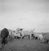 Pustan vid Elyek. Racka-får. Tjeckoslovakien-Ungern-Österrike 1935.