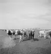 Pustan vid Elyek. Racka-får. Tjeckoslovakien-Ungern-Österrike 1935.