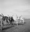 På pustan väster om Elyek. Nagy Hortobagy. Tjeckoslovakien-Ungern-Österrike 1935.