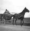 En häst med fullastad vagn vid pustan. Ungern. Tjeckoslovakien-Ungern-Österrike 1935.