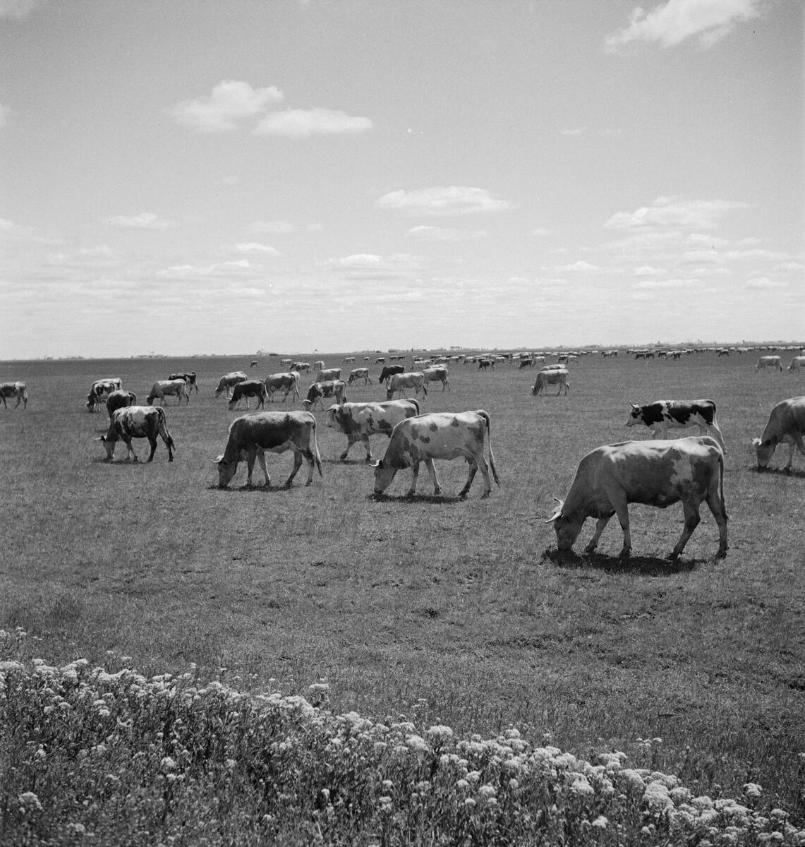 Betande boskap i Ungern. Tjeckoslovakien-Ungern-Österrike 1935.