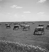 Betande boskap i Ungern. Tjeckoslovakien-Ungern-Österrike 1935.