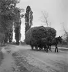 Hästar som drar ett hölass. Ungern. Tjeckoslovakien-Ungern-Österrike 1935.