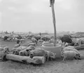 Vallning av ullsvin i Ungern. Vid brunnen. Tjeckoslovakien-Ungern-Österrike 1935.