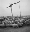 Vallning av ullsvin i Ungern. Vid brunnen. Tjeckoslovakien-Ungern-Österrike 1935.