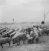 Vallning av ullsvin i Ungern. Tjeckoslovakien-Ungern-Österrike 1935.