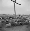 Vallning av ullsvin i Ungern. Vid brunnen. Tjeckoslovakien-Ungern-Österrike 1935.