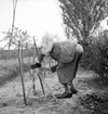 Fotografering av växter i familjen Gundes trädgårdsland. Ungern. Tjeckoslovakien-Ungern-Österrike 1935.