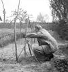 Fotografering av växter i familjen Gundes trädgårdsland. Ungern. Tjeckoslovakien-Ungern-Österrike 1935.