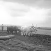 Harvning med hjälp av oxar. Ungern. Tjeckoslovakien-Ungern-Österrike 1935.