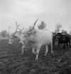 Harvning med hjälp av oxar. Ungern. Tjeckoslovakien-Ungern-Österrike 1935.