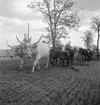 Harvning med hjälp av oxar. Ungern. Tjeckoslovakien-Ungern-Österrike 1935.