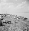 Ullsvin vid Balatonsjöns strand, Ungern. Tjeckoslovakien-Ungern-Österrike 1935.