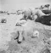 Ullsvin vid Balatonsjöns strand, Ungern. Tjeckoslovakien-Ungern-Österrike 1935.