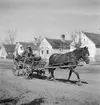 Häst och vagn i Vörs. Tjeckoslovakien-Ungern-Österrike 1935.