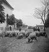 Vallning av ullsvin i Vörs. Vid kyrkan. Tjeckoslovakien-Ungern-Österrike 1935.