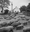 Vallning av ullsvin i Vörs. Vid kyrkan. Tjeckoslovakien-Ungern-Österrike 1935.